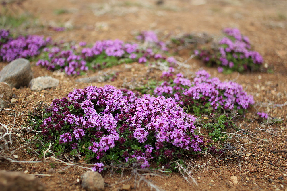 Fleurs