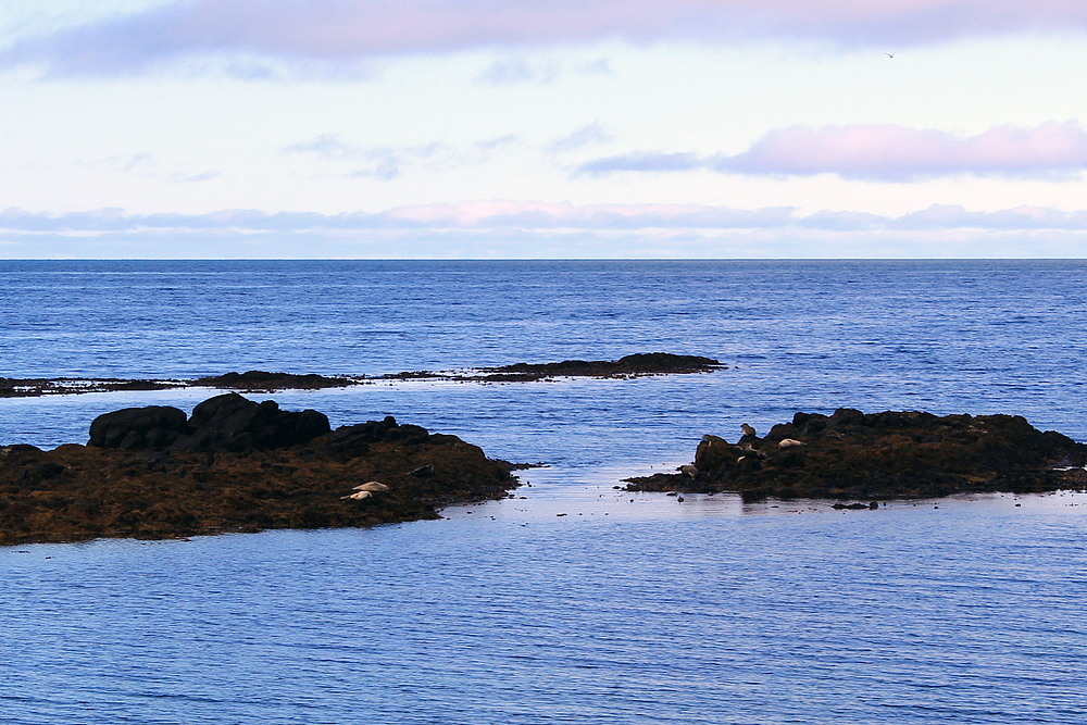 Phoques en Islande