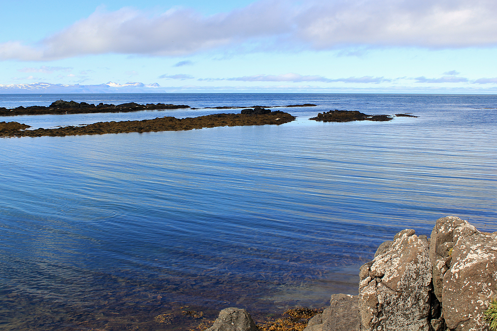 Phoques en Islande