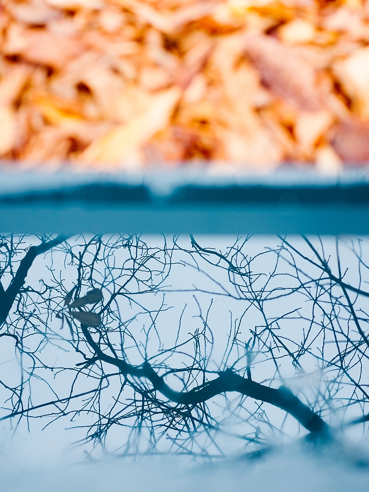 feuilles mortes jardin du luxembourg