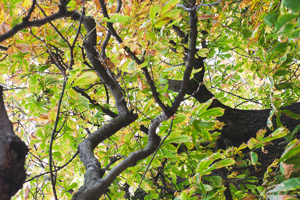 feuilles automne jardin du luxembourg