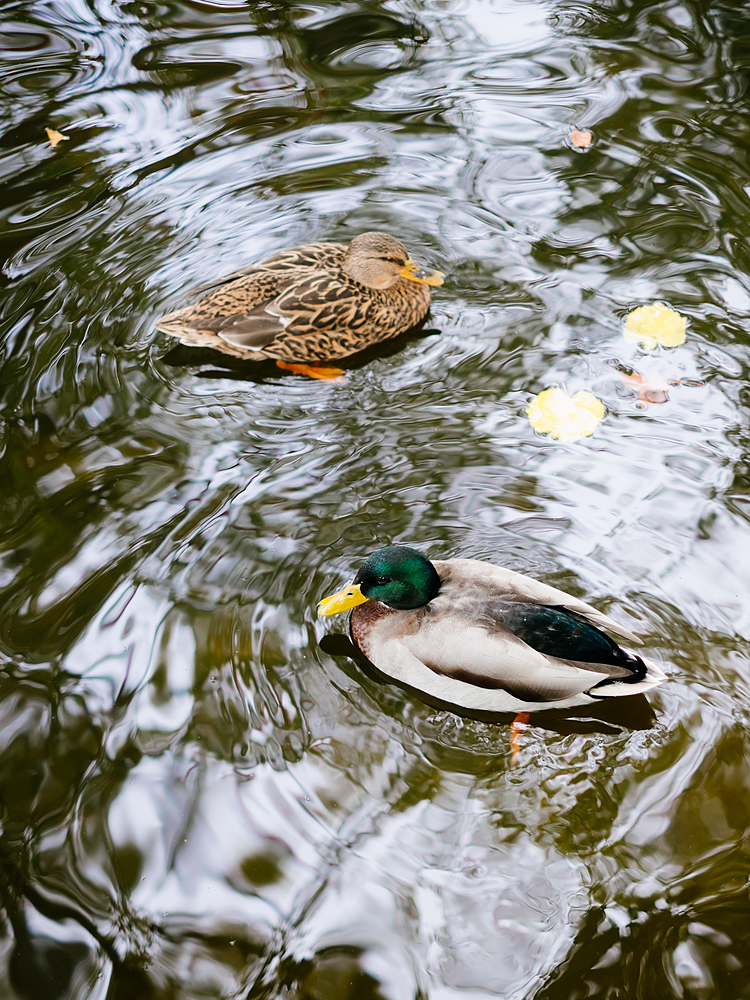 canards jardin du luxembourg