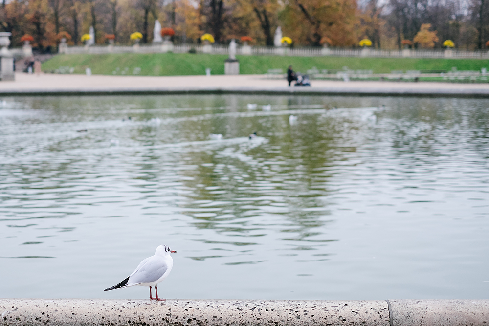 mouette jardin du luxembourg