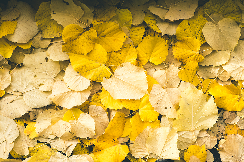 feuilles mortes jardin du luxembourg