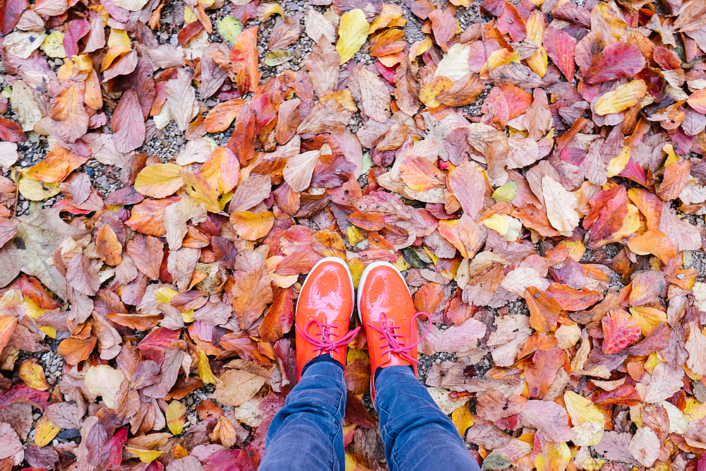 feuilles automne jardin du luxembourg