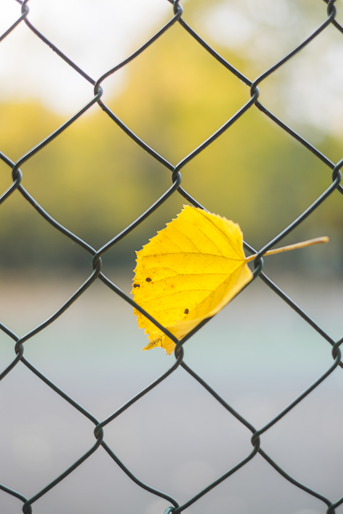 feuille au jardin du luxembourg