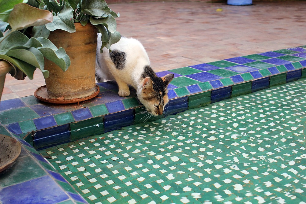 Chat - Jardin Majorelle