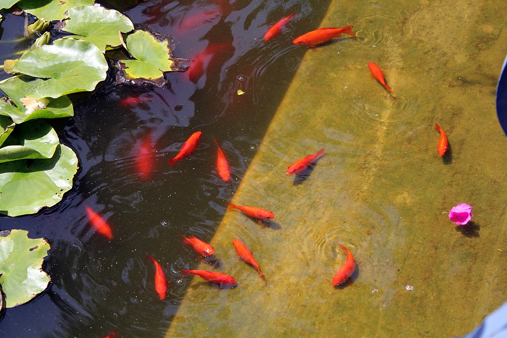 Jardin Majorelle - poissons
