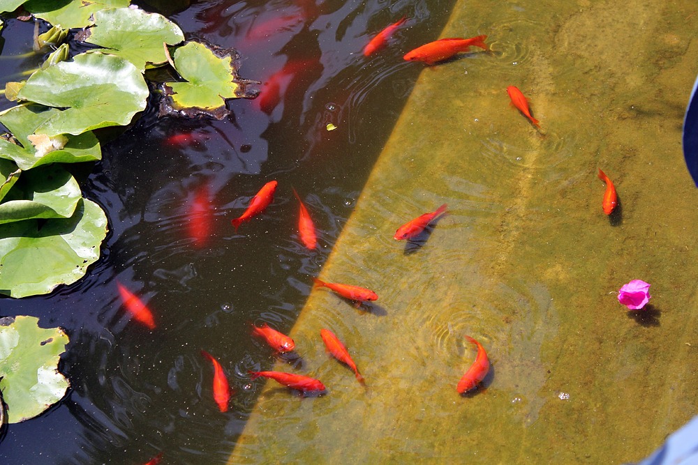 Jardin Majorelle - poissons