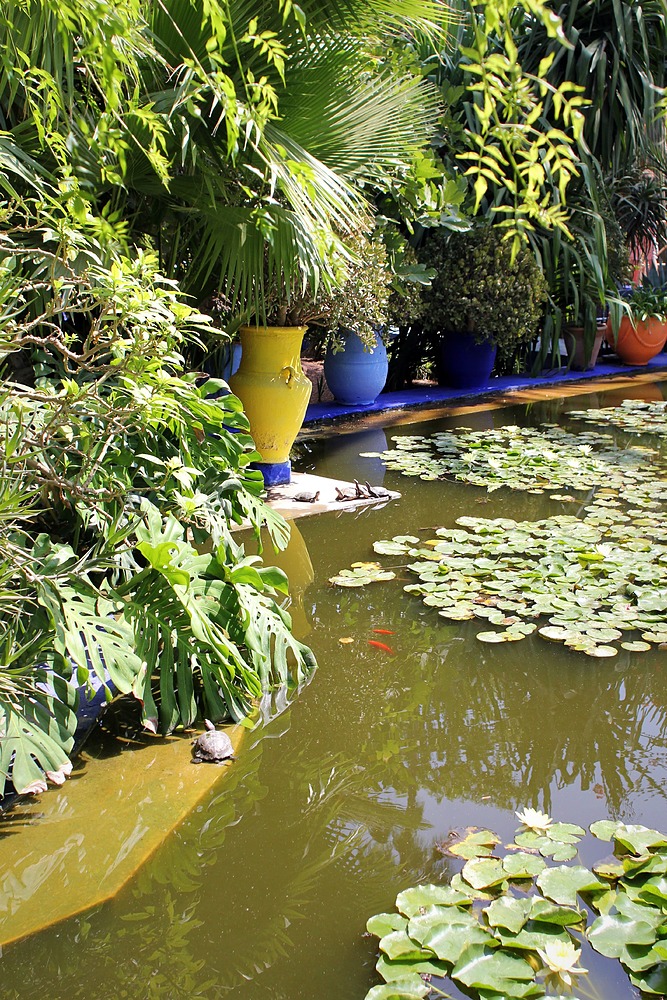 Jardin Majorelle - bassin