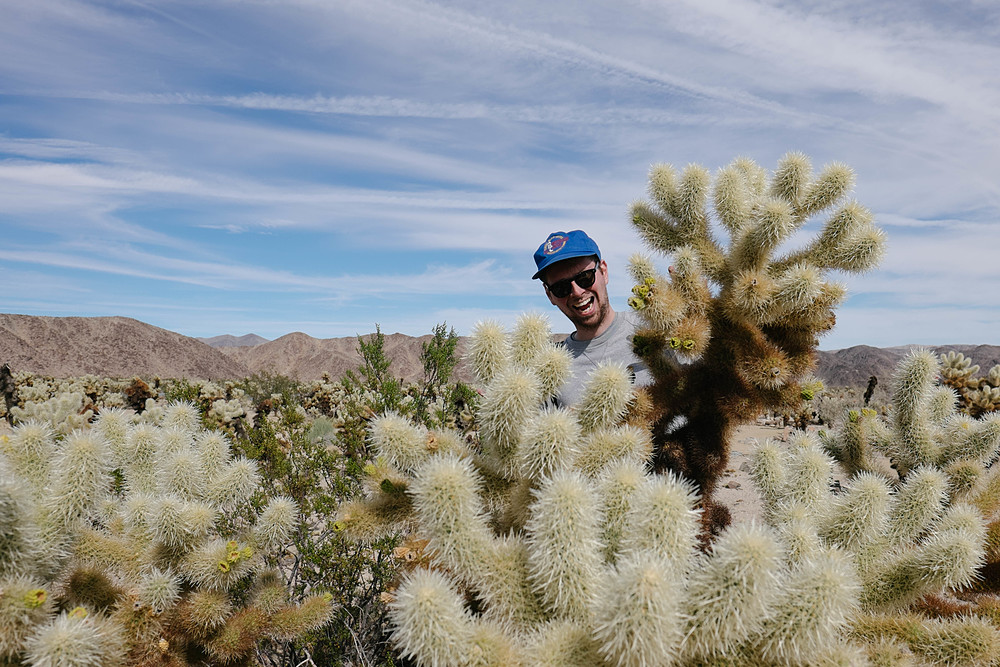 joshua tree national park cactus