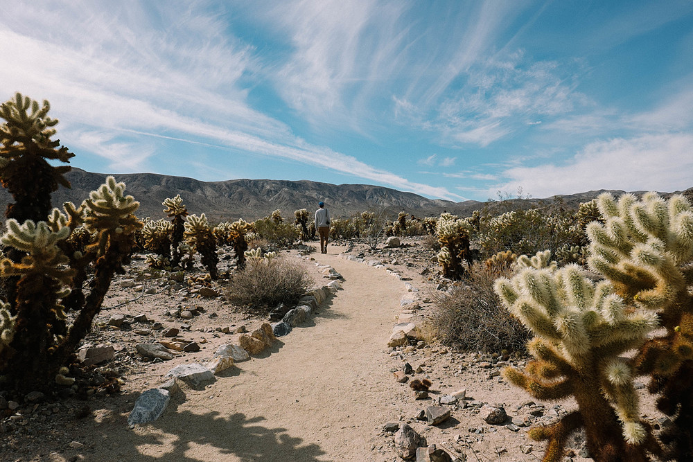 joshua tree national park cactus