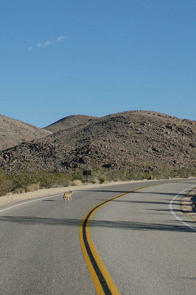 coyote joshua tree national parl