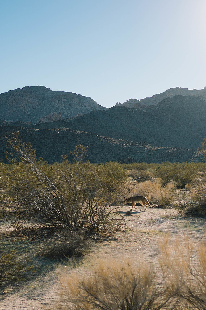 coyote joshua tree