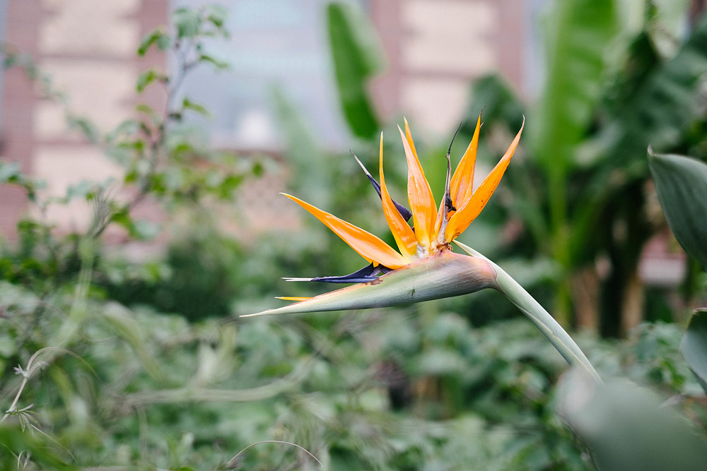 jardin botanique karlsruhe