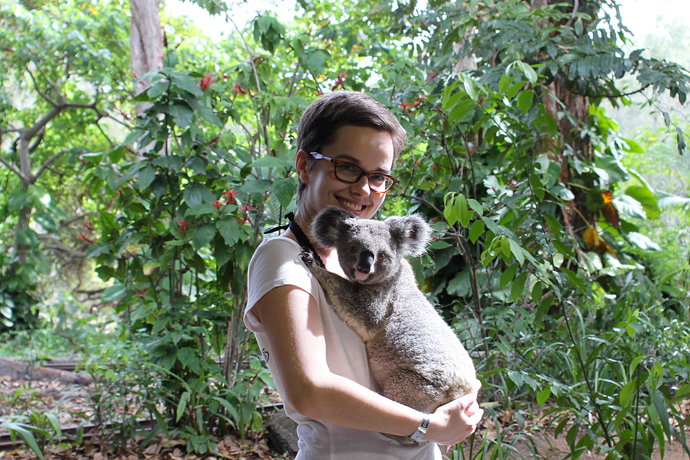 Koala cuddle