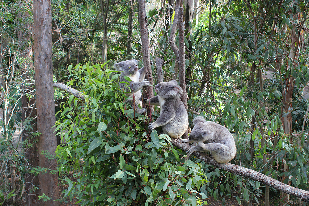 Koala currumbin wildlife sanctuary