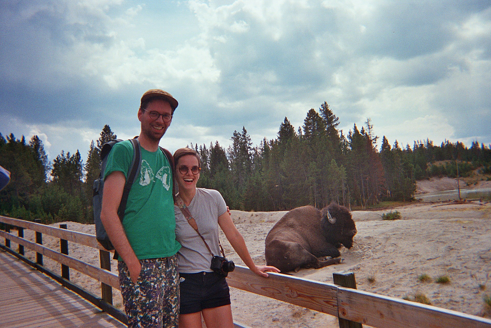 bison yellowstone