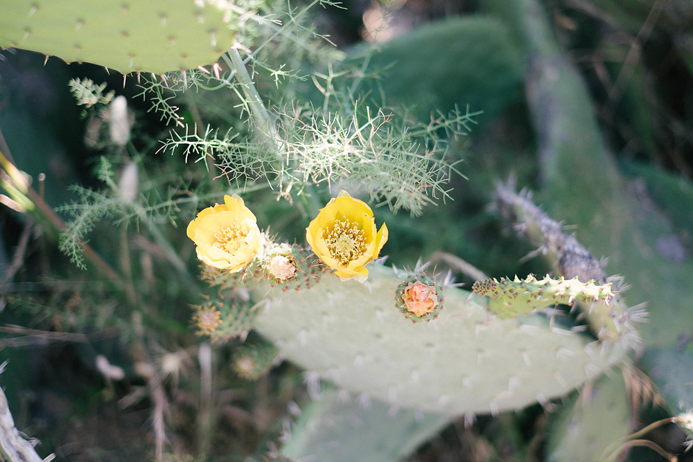 cactus spano