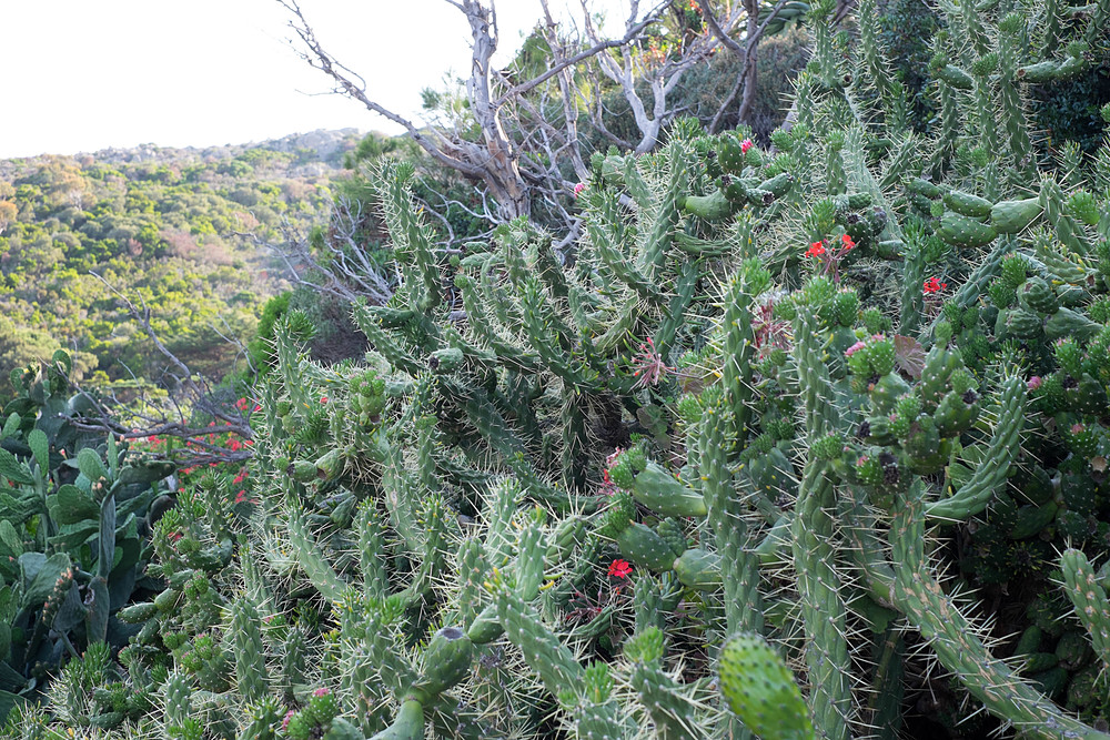 cactus calvi