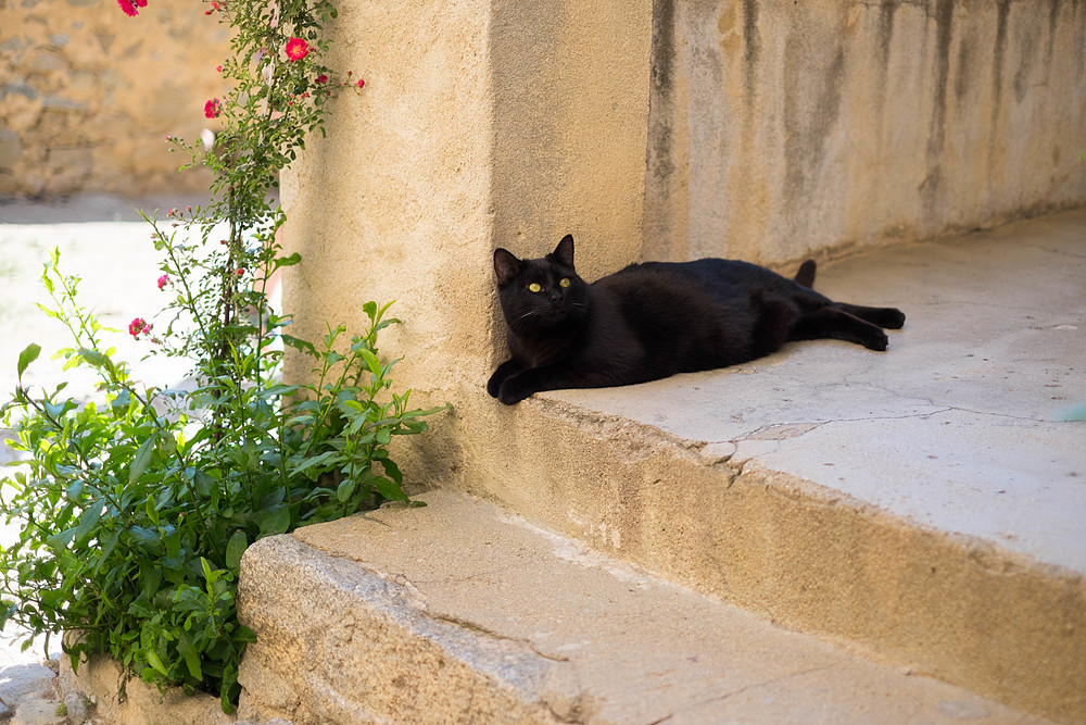 chat noir pigna corse