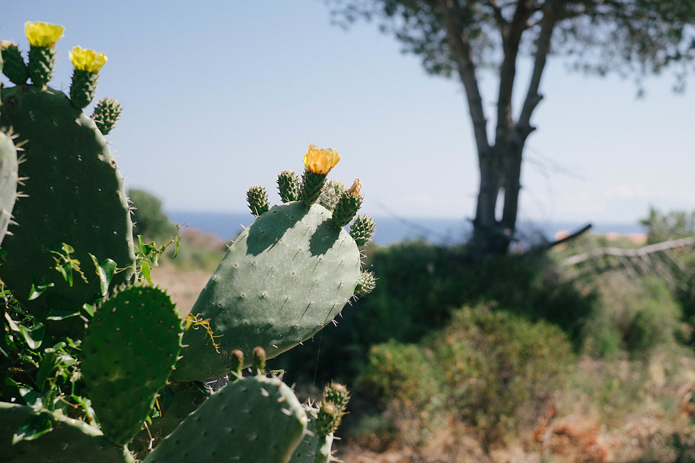 cactus corse