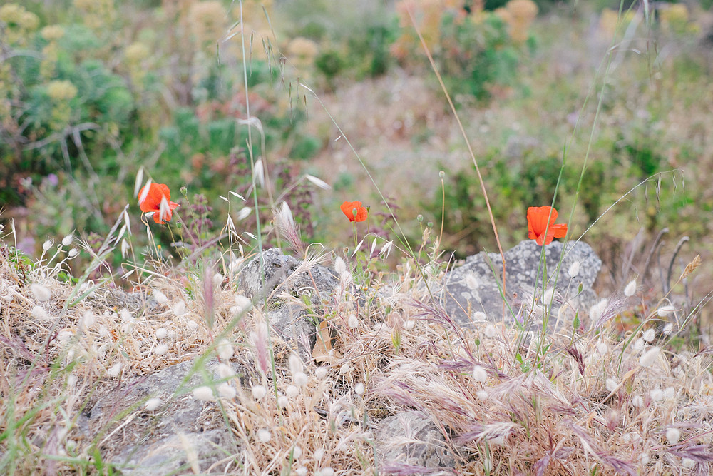 coquelicots corses