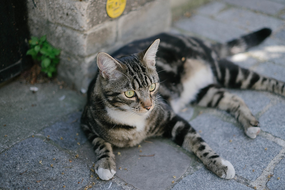 chat parisien villa daviel