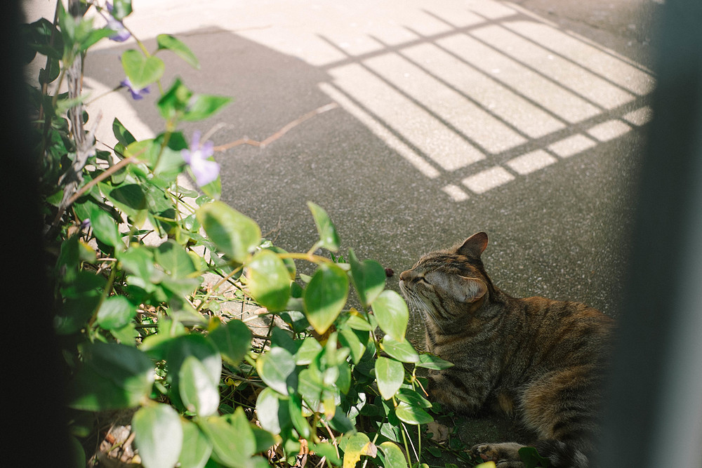 chat parisien dans la petite alsace