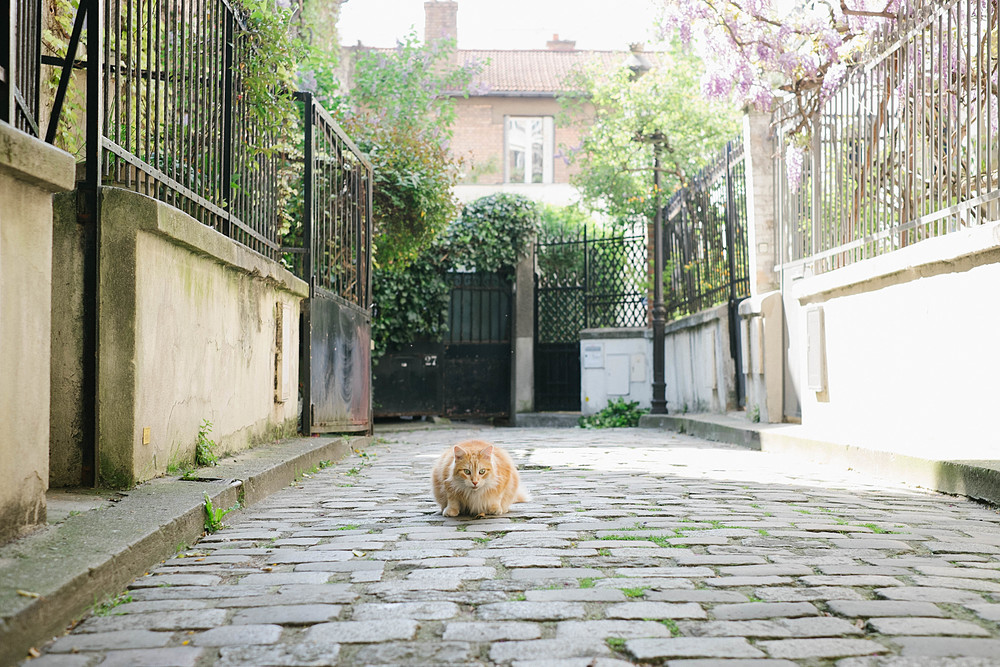 chat square des peupliers paris