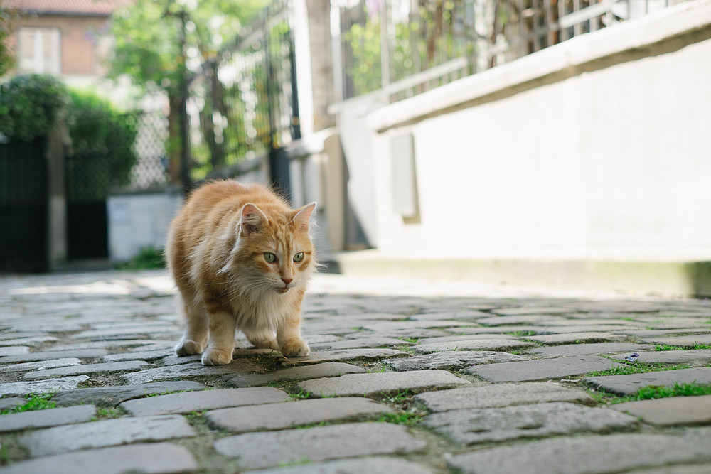 chat roux à paris