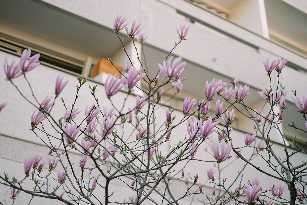 fleurs roses