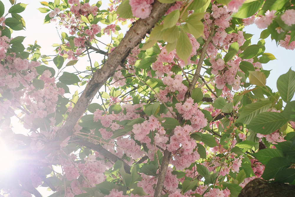 cerisier en fleurs paris