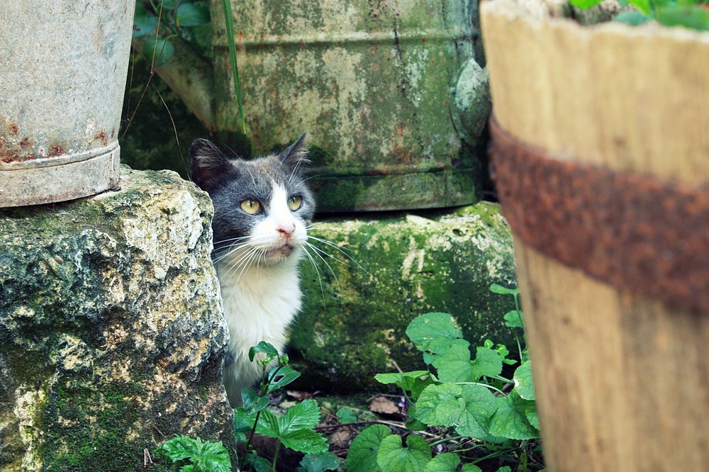 ruelle des jardins, la flotte en ré