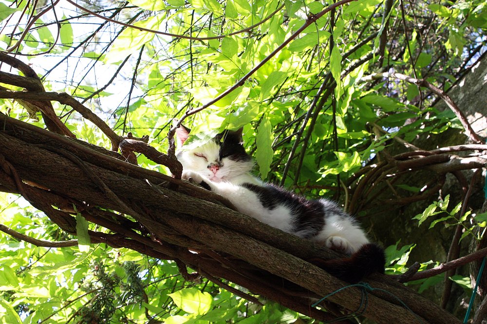 chat ruelle des jardins flotte en ré