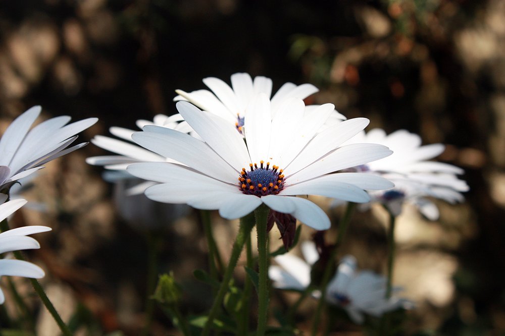 fleurs ruelle des jardins flotte en ré