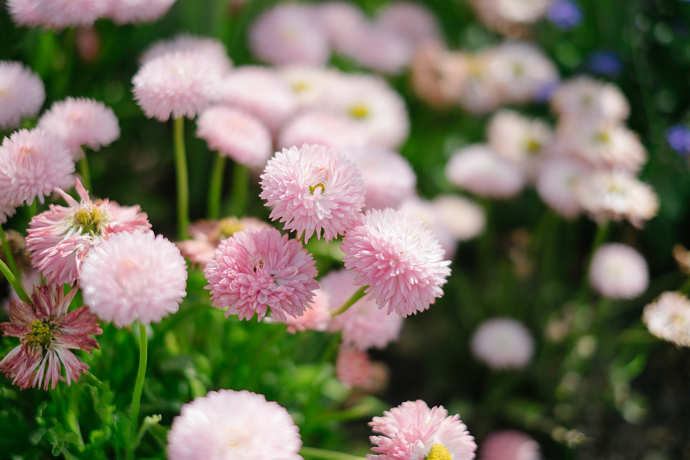 fleurs au jardin christian dior de granville