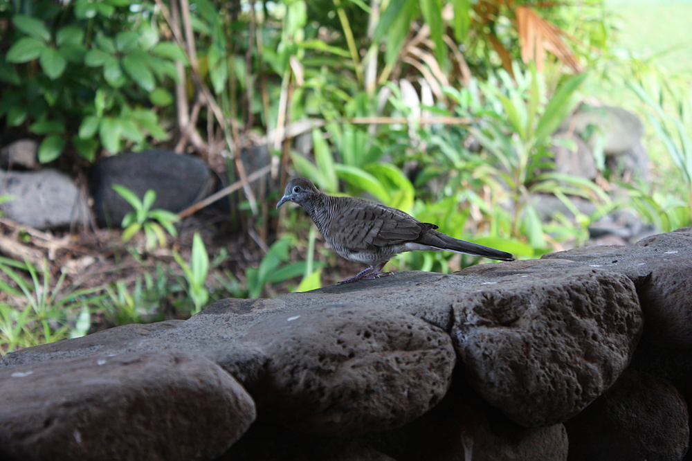 Oiseaux Tahiti