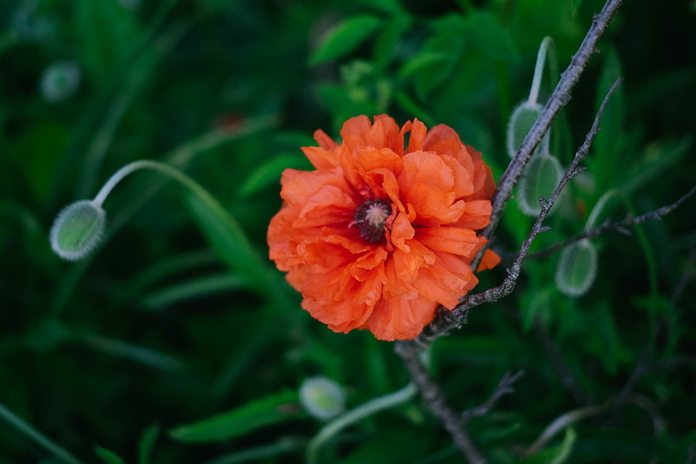 fleur de pavot