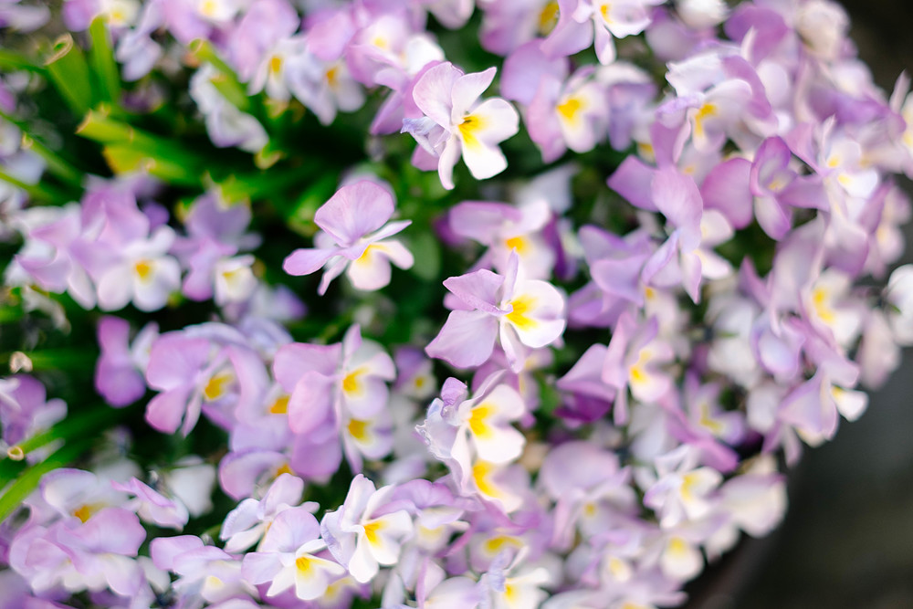 alesund fleurs