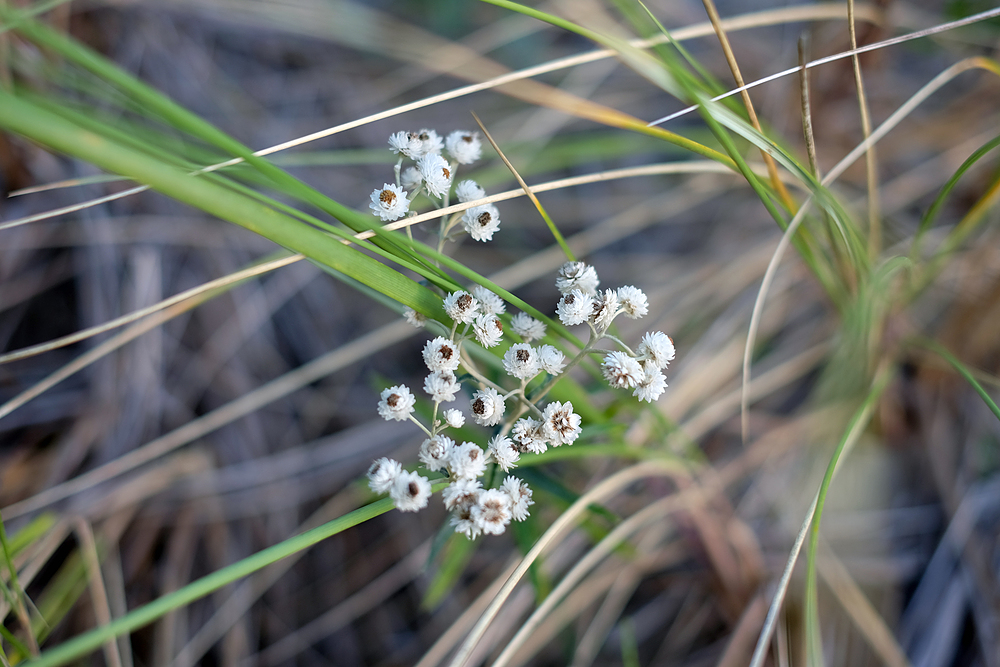 fleurs apaisantes