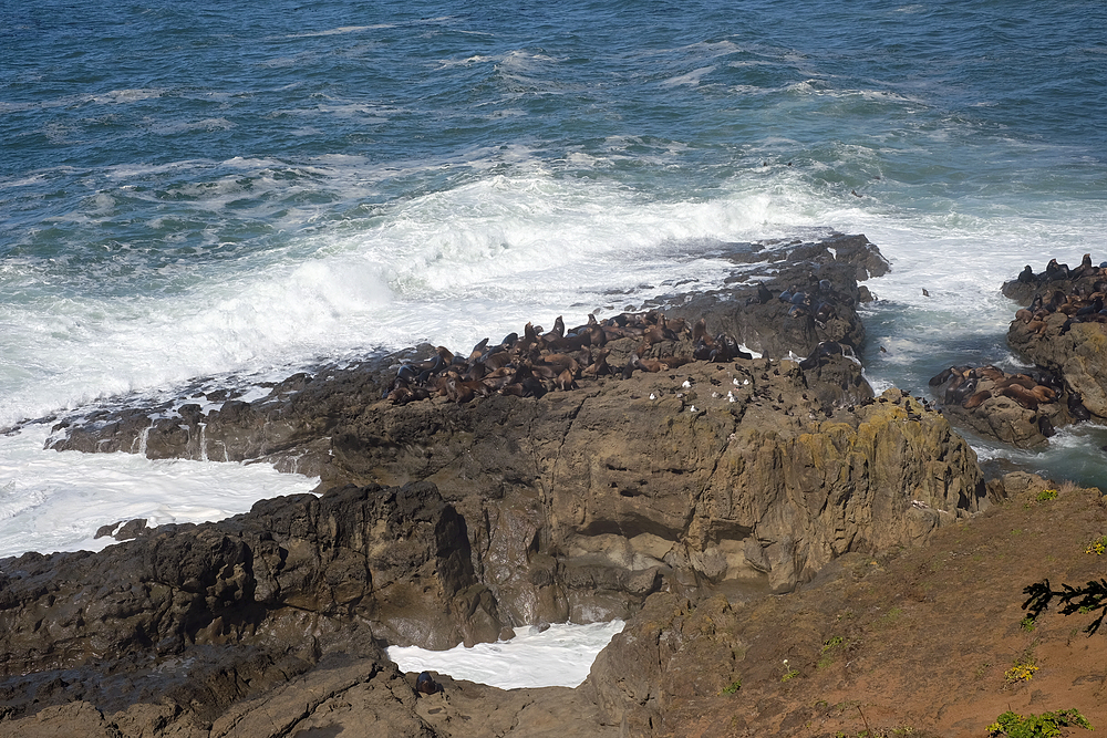 simpson reef point