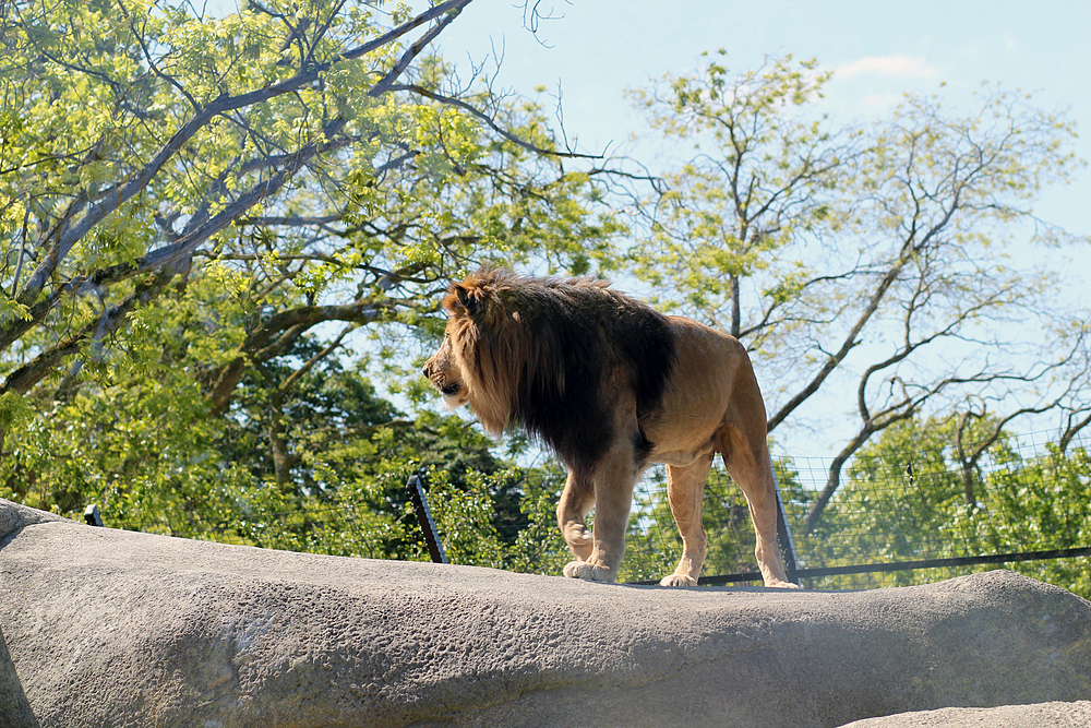 Lion zoo de vincennes