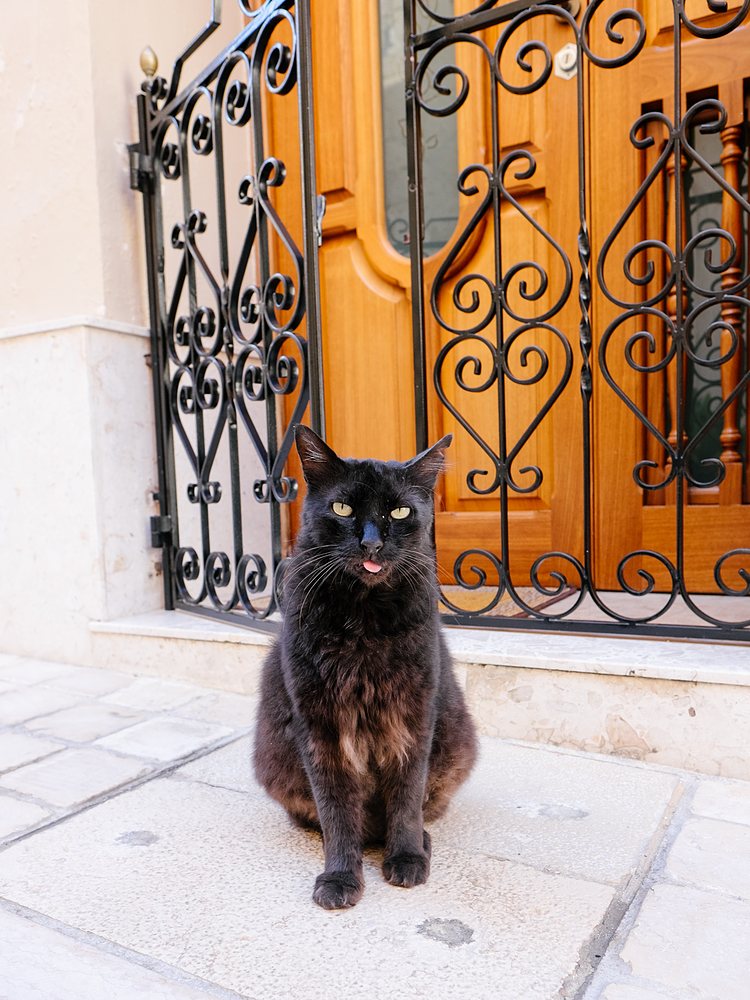 chat à malte