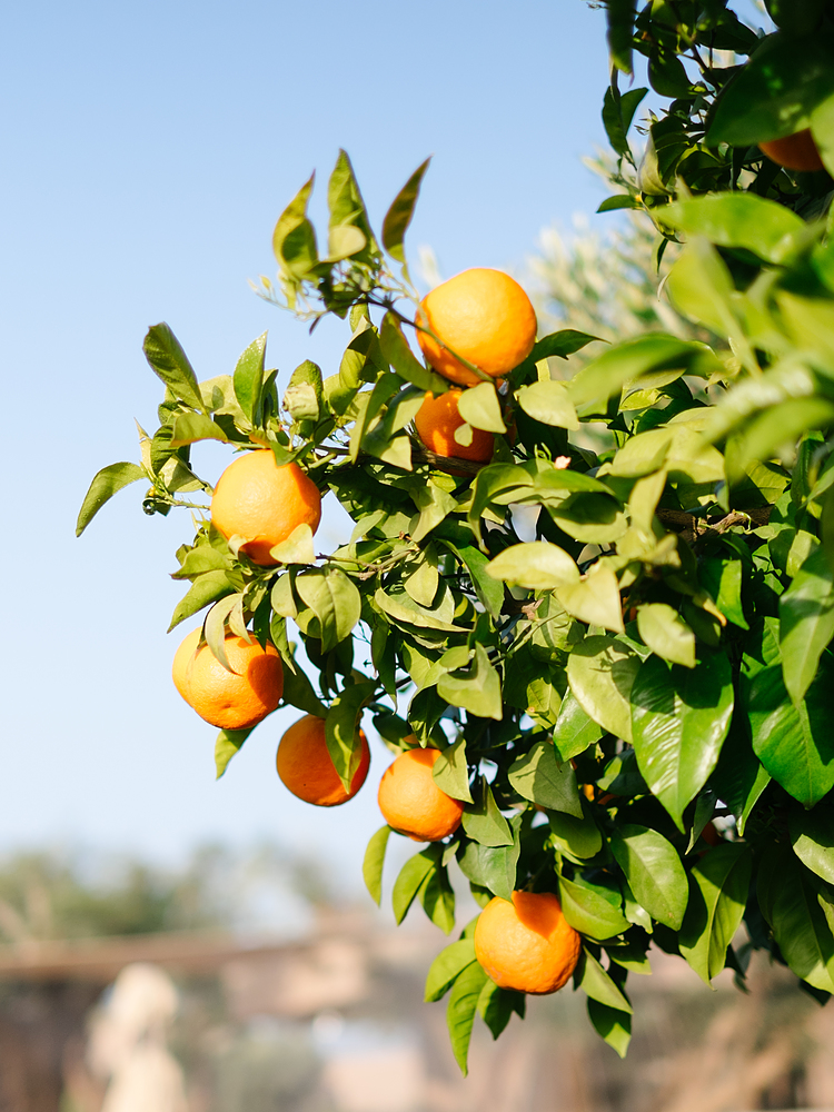 arbre fruitier