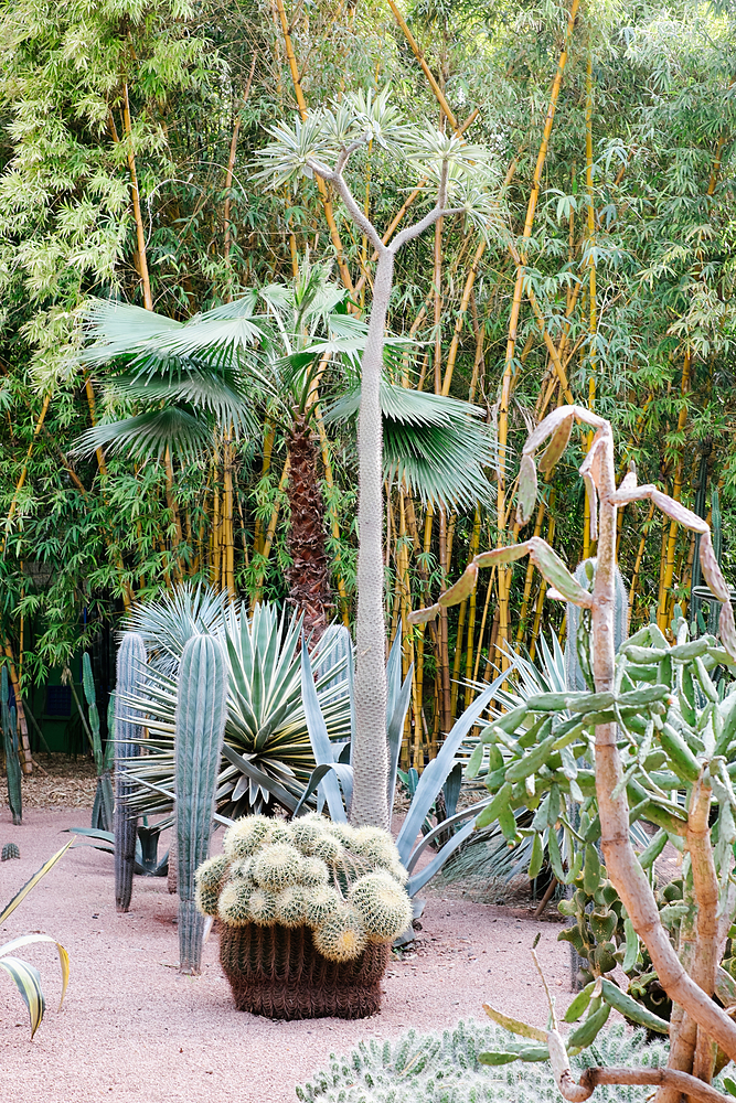 jardin majorelle