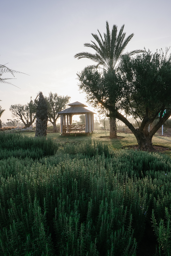 jardin royal palm beachcomber marrakech