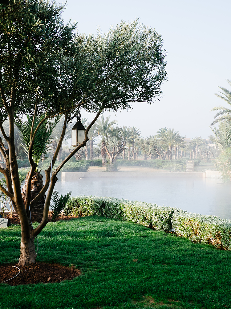 piscine royal palm