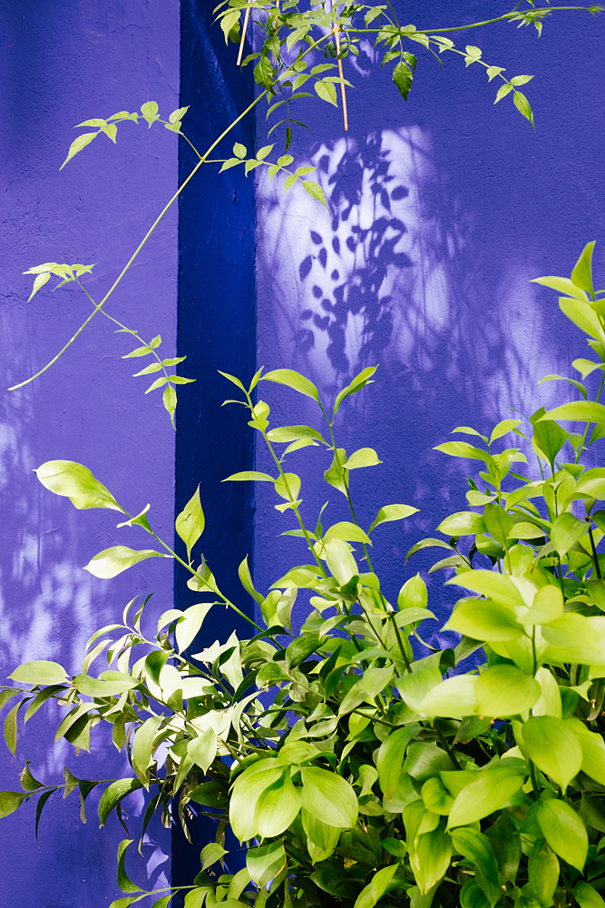 jardin majorelle