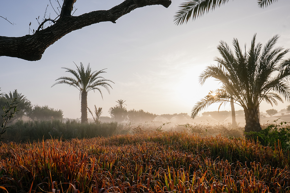 jardin royal palm marrakech